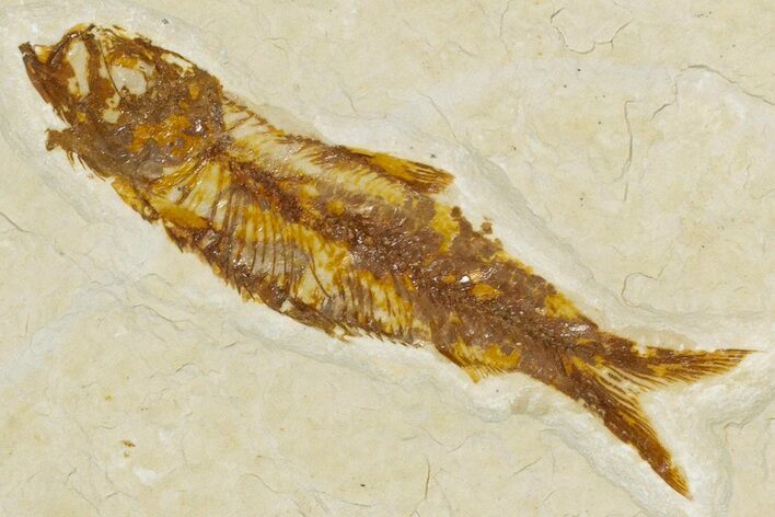Small Fossil Fish (Knightia) - Wyoming #355623